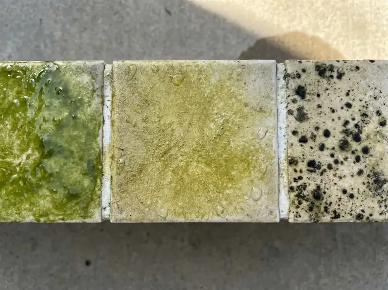 side-by-side comparison of green slime algae mustard algae and black spot algae on pool tile